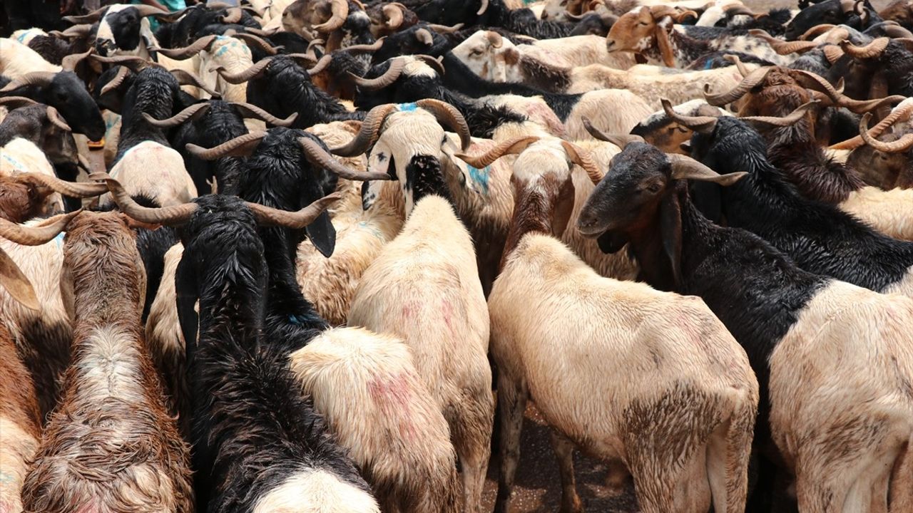 Kamerun'da Kurban Bayramı Öncesi Hayvan Pazarında Hareketlilik