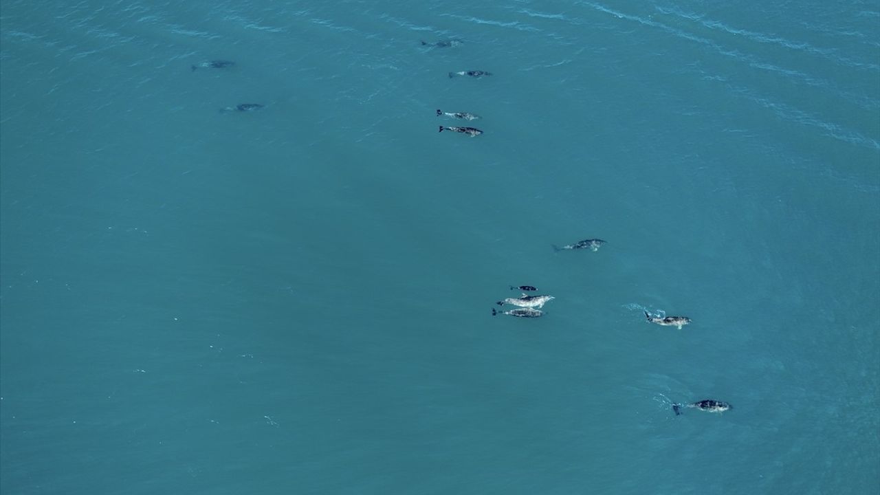 Karadeniz'de Dron ile Görüntülenen Yunusların Renkli Gösterisi