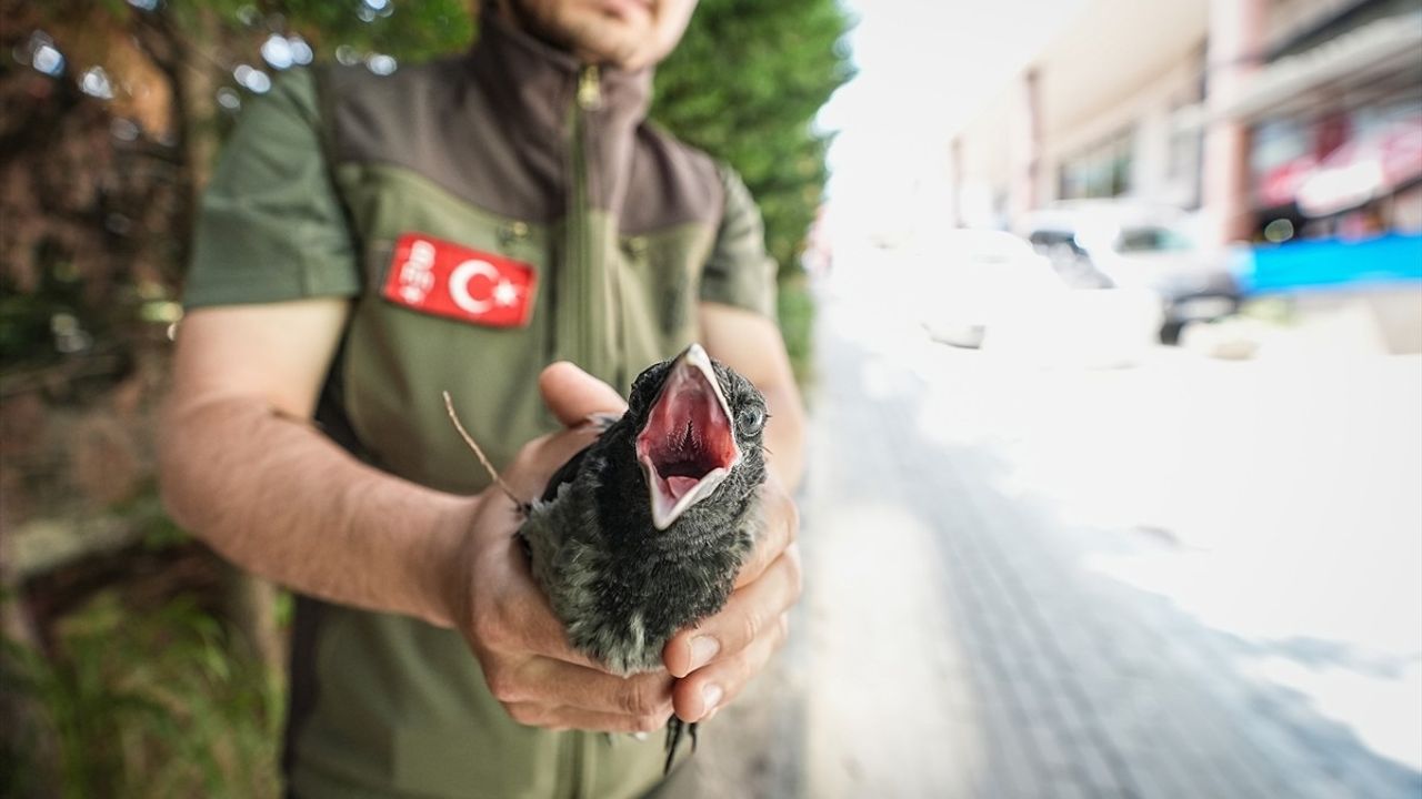 Kargaların Farkındalığı: Yaralı Arkadaşlarına Yardım Eli Uzattılar