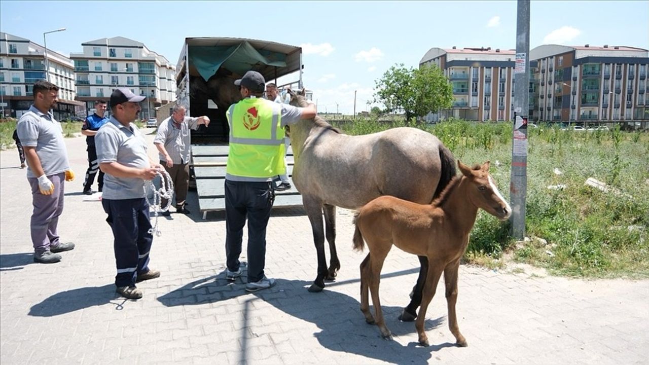 Kırklareli'de Başısız Atlar Toplanıyor