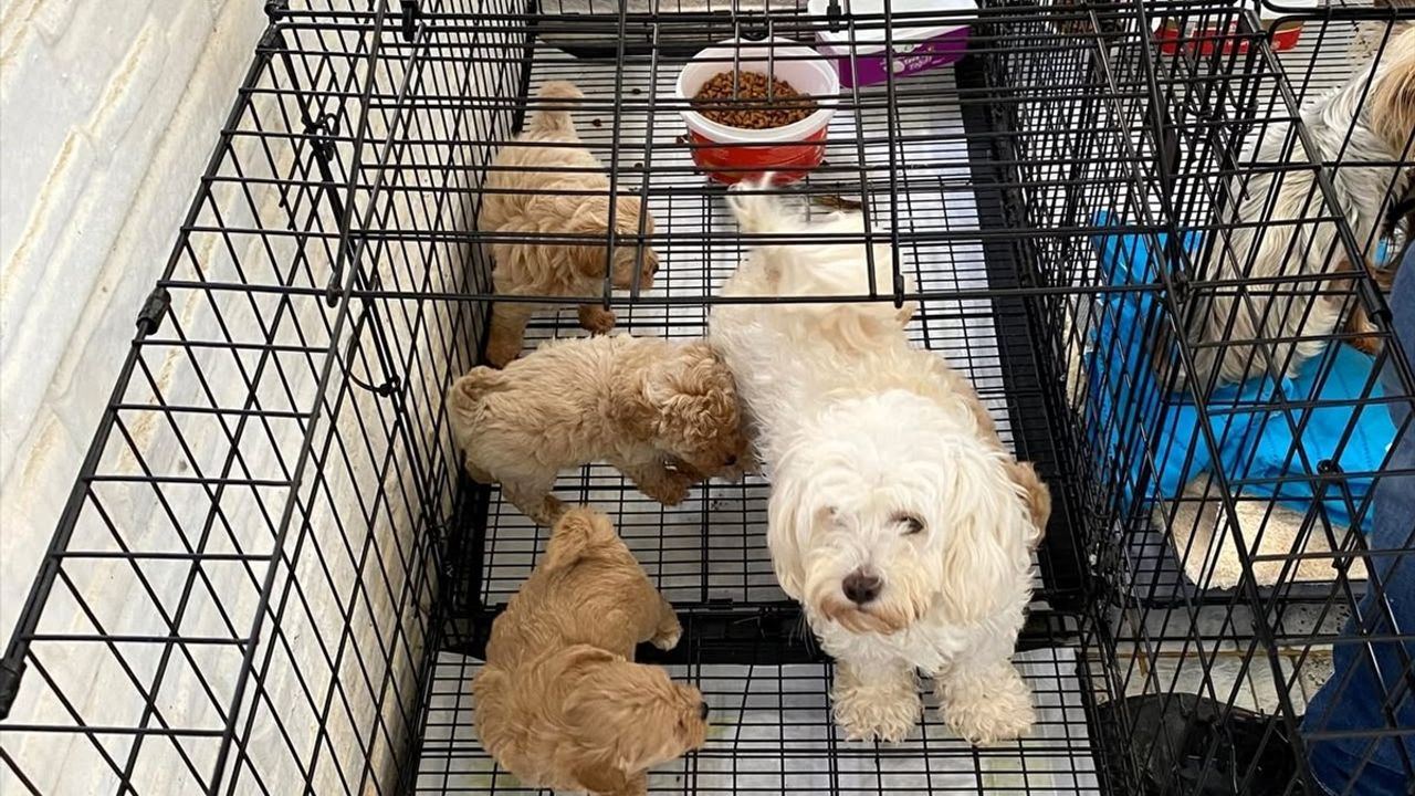 Kırklareli'de Kaçak Köpek Ticareti: 12 Köpek Koruma Altına Alındı