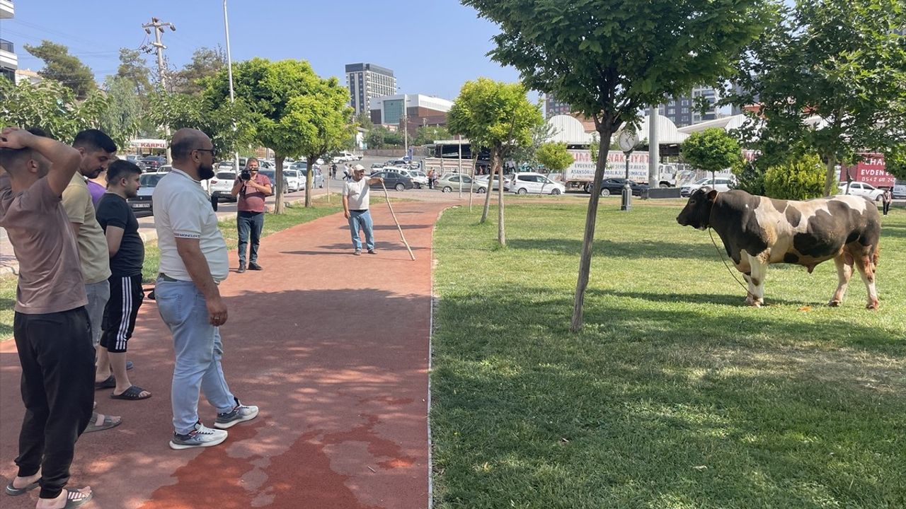 Kurbanlık Boğa Parkta Yakalandı