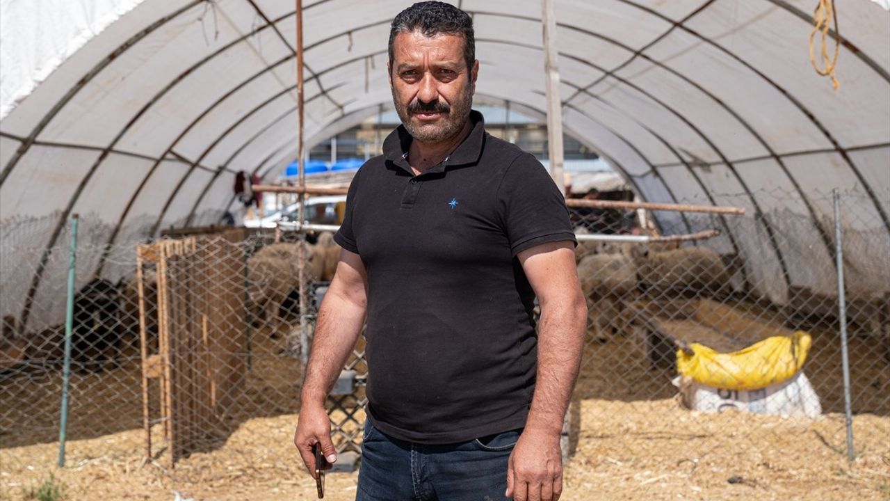 Kurbanlık Satışları Sona Erdi, Hayvan Pazarları Kapanıyor