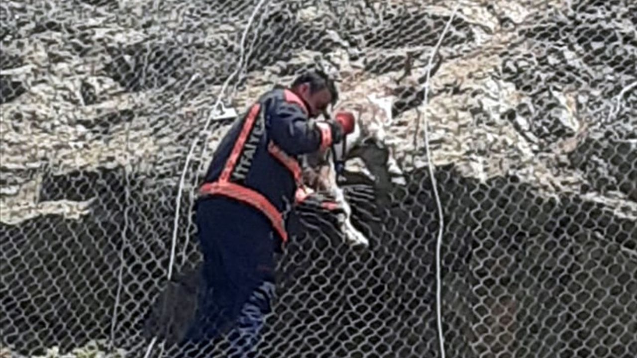 Malatya'da Yaban Keçileri Kurtarıldı