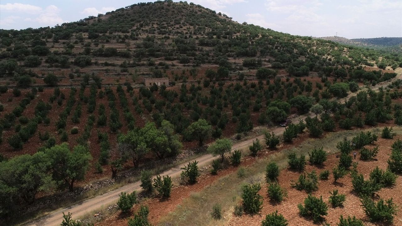 Mardin'de Napolyon Kirazı Hasadı Devam Ediyor