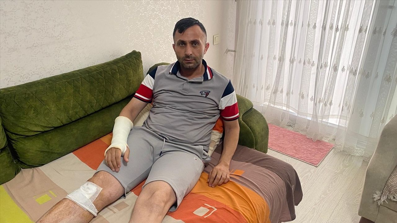 Mersin'de Sahipsiz Köpeklerin Saldırısı: Bir Yaralı