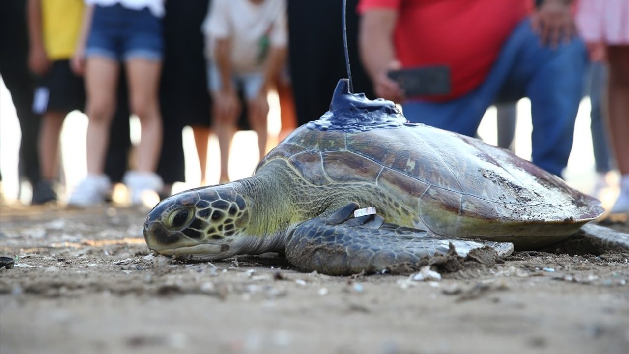 Mersin'de Yeşil Deniz Kaplumbağası 'Atlas' Denizle Buluştu