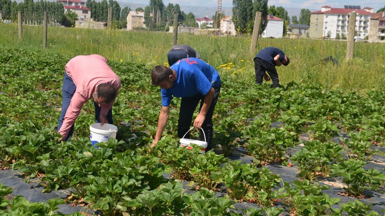 Muş'ta İlk Çilek Hasadı Başladı