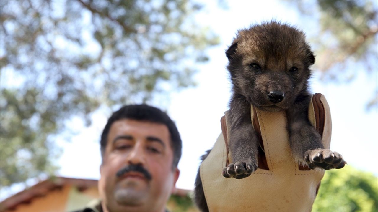 Muş'ta Koruma Altına Alınan Kurt Yavruları