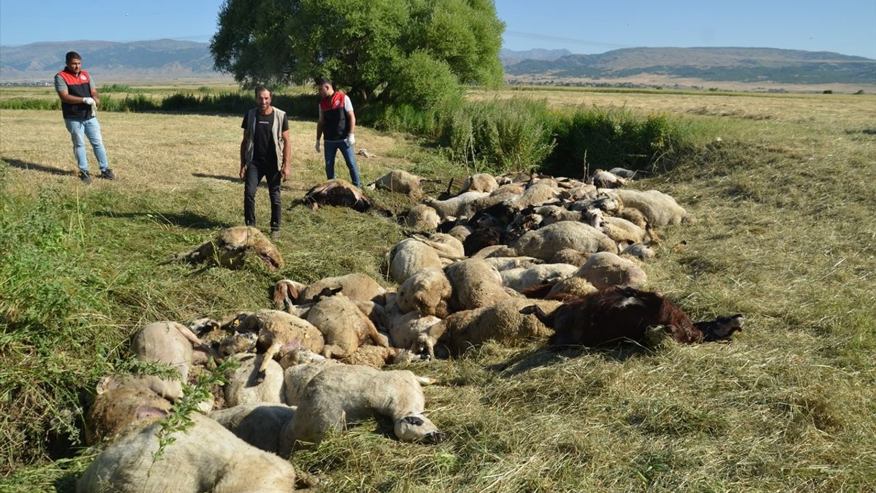 Muş'ta Koyun Telefi: 150 Koyun Ezilerek Hayatını Kaybetti