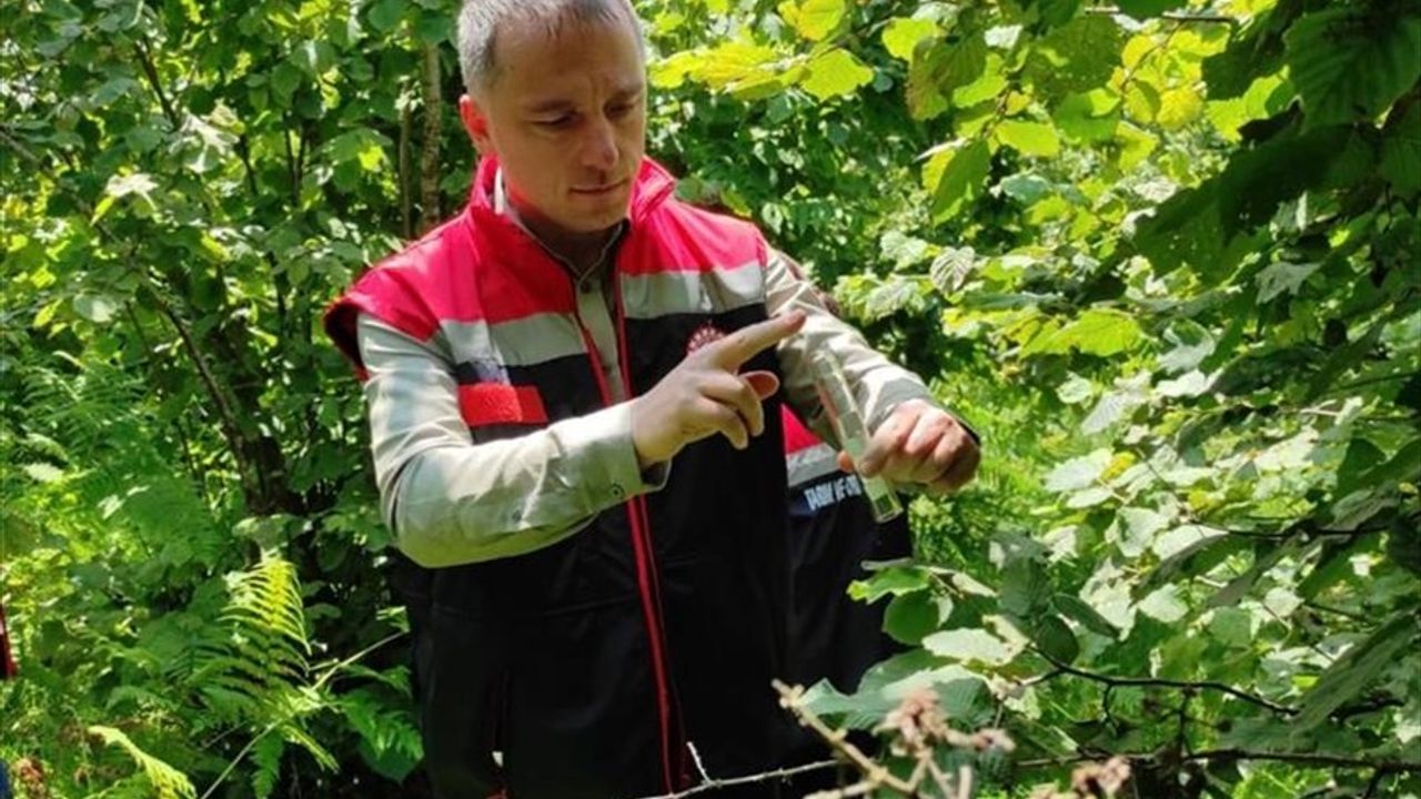 Rize'de Biyolojik Mücadele: 50 Bin Samuray Arısı Doğaya Salındı