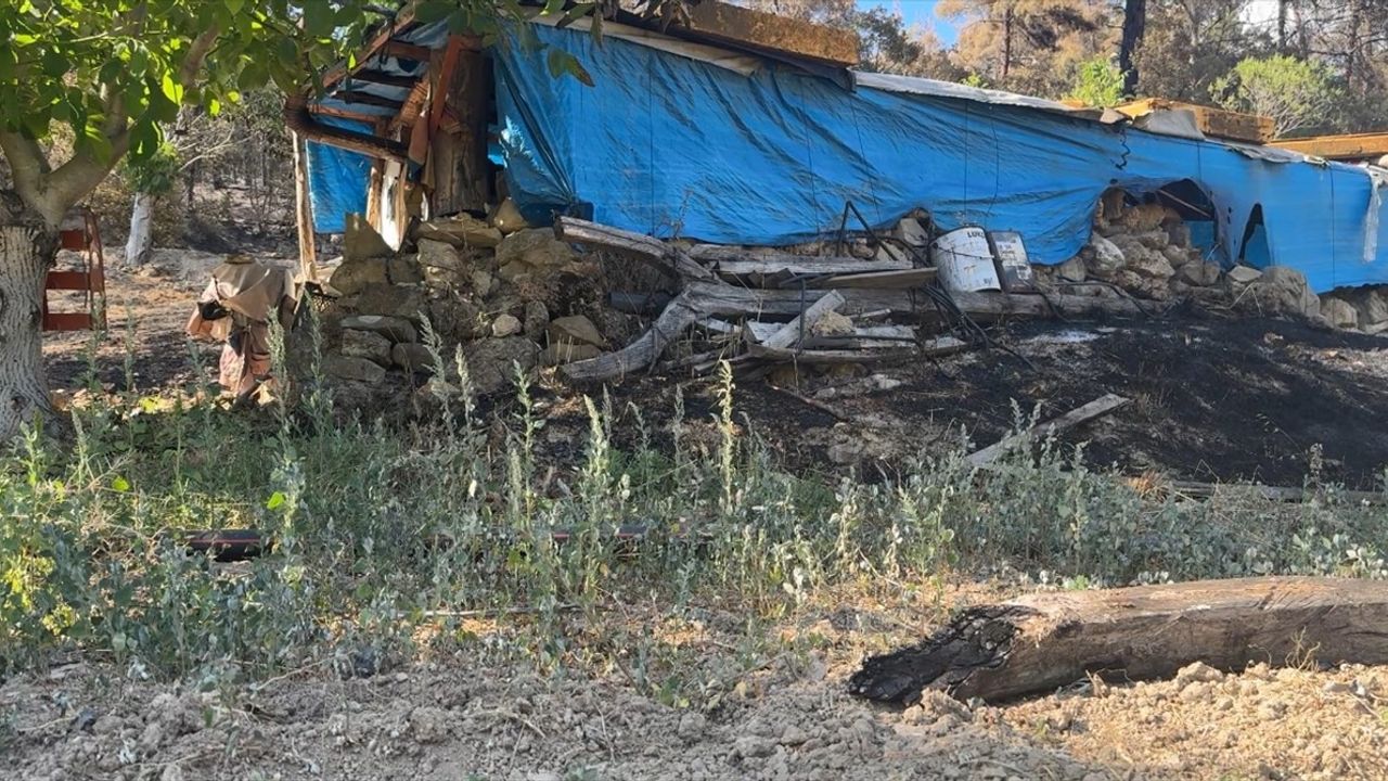 Sakarya'daki Orman Yangını Çiftçiyi Yıktı