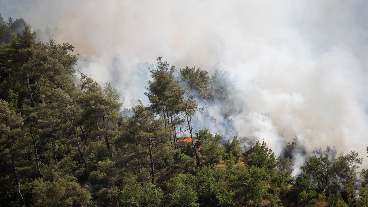 Sakarya'daki Orman Yangını Kontrol Altına Alınıyor