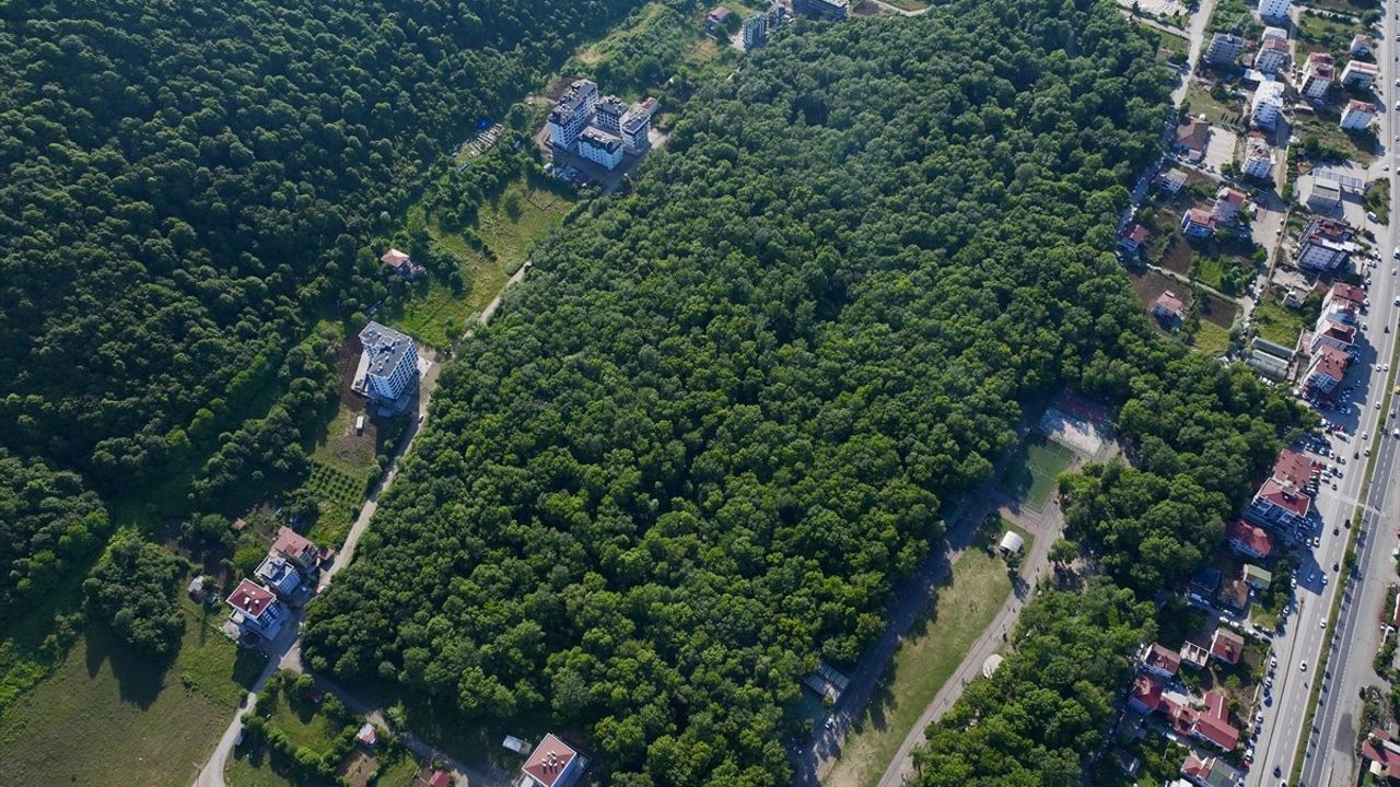 Samsun'da Doğa Harikası: Çakırlar Korusu