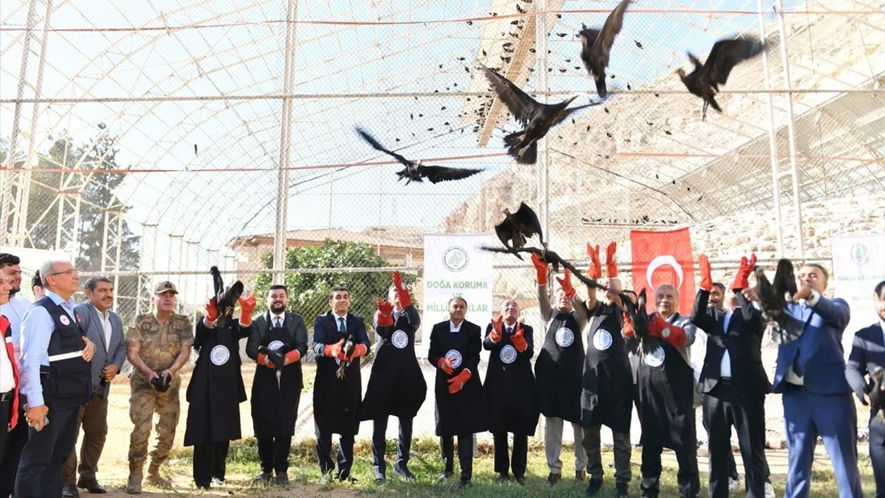 Şanlıurfa'da Kelaynakların Doğaya Salınımı