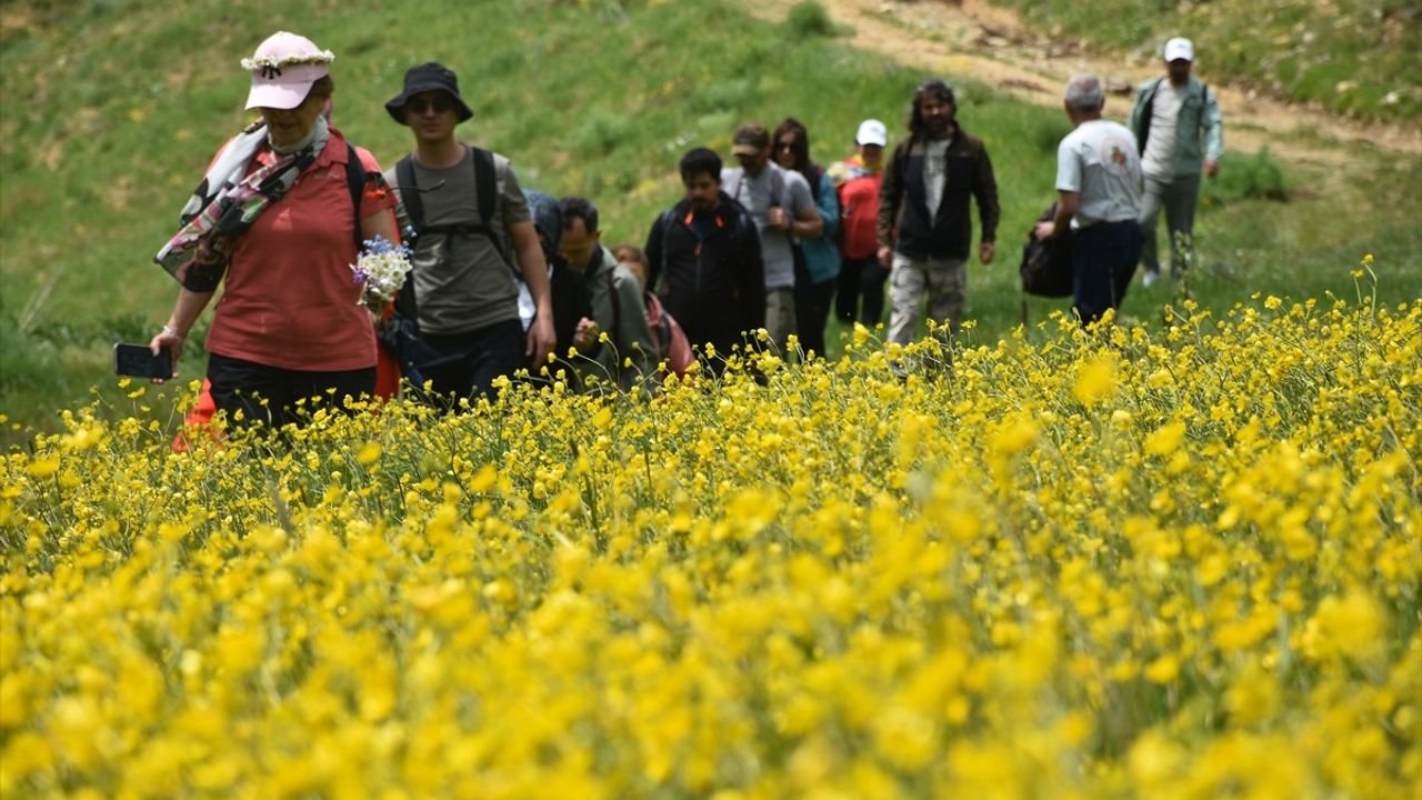 Sarıçiçek Köyü'nde Doğa ve Renk Festivali: Sarı Çiçekler Açtı
