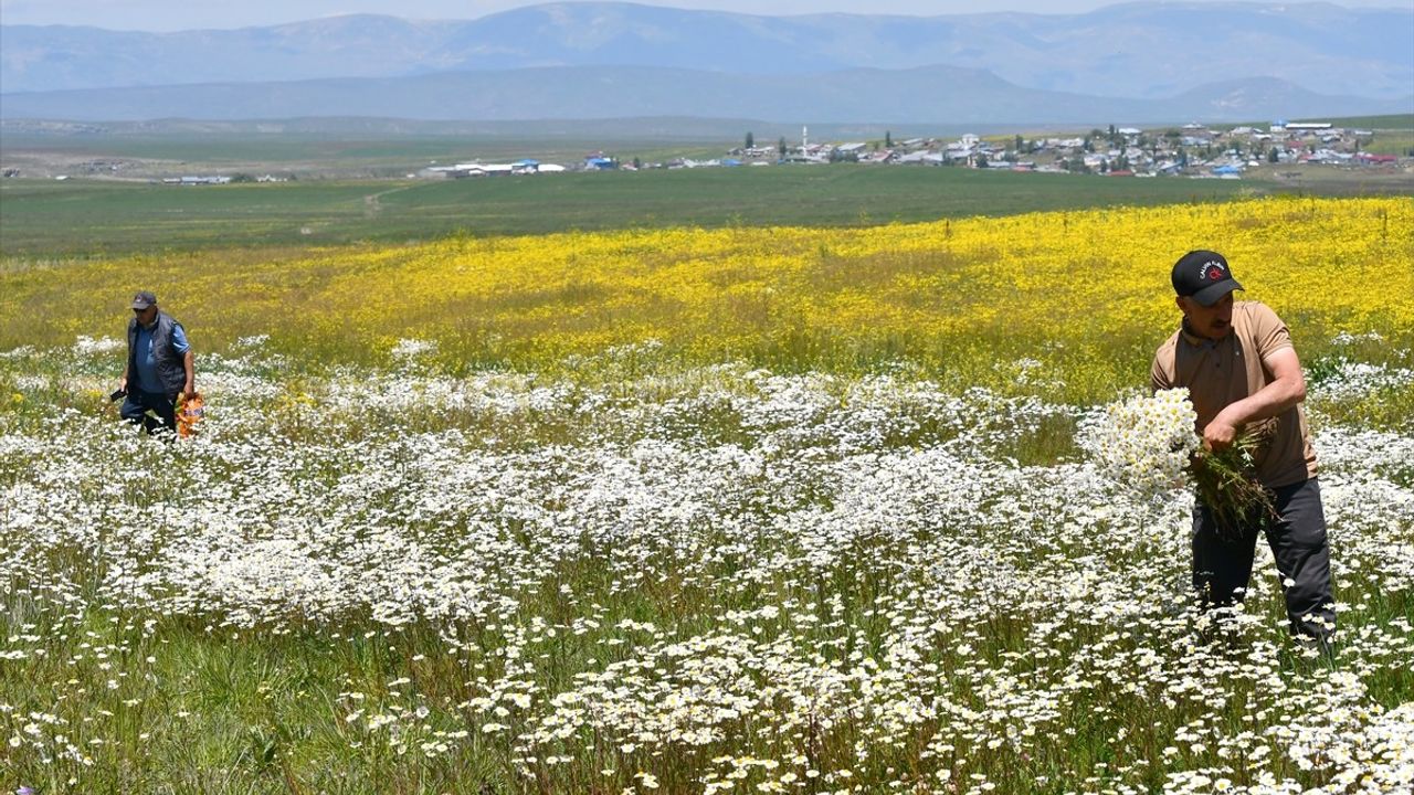 Sarıkamış'ın Mevsimsel Güzellikleri