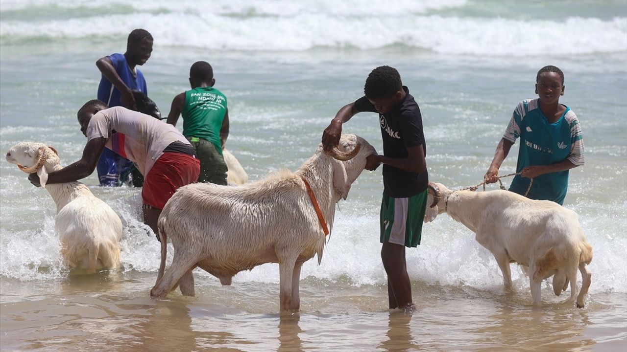 Senegal'de Kurban Bayramı Öncesi Koyun Yıkama Geleneği