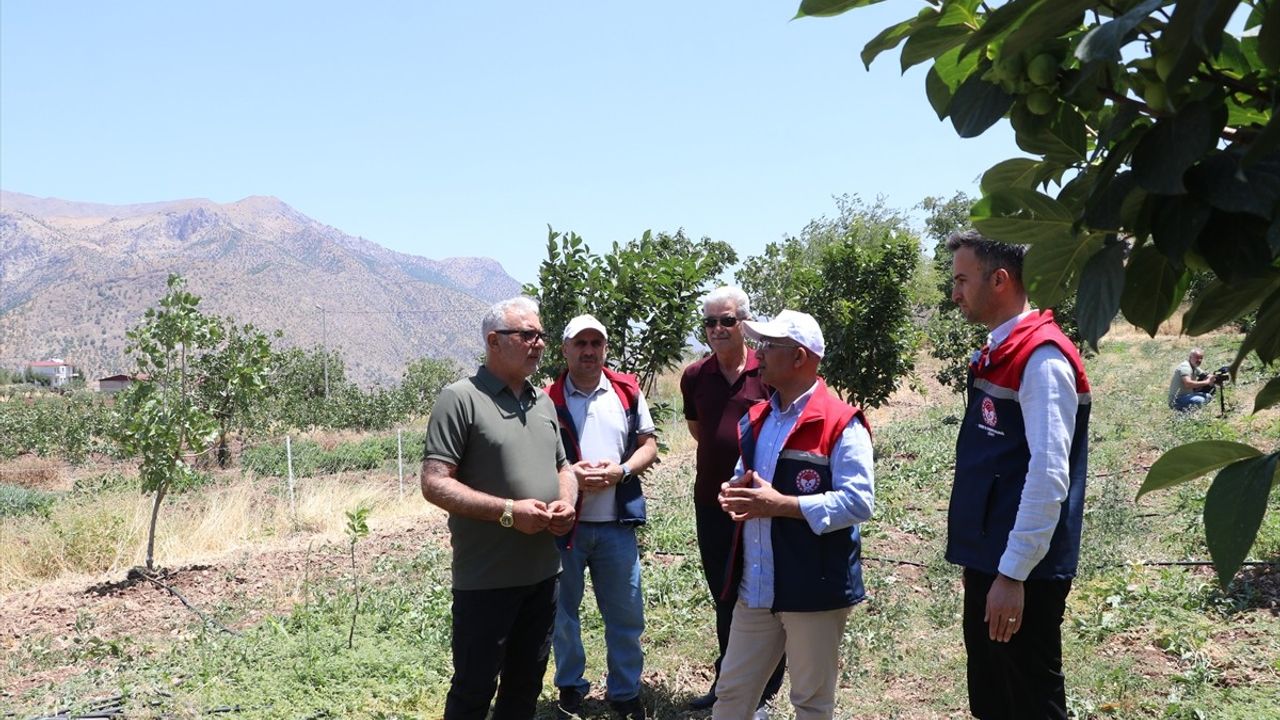 Siirt'te Trabzon Hurması Hasadı Başlıyor