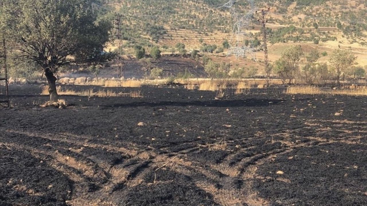 Şırnak'ta 50 Dönüm Buğday Alanı Yandı