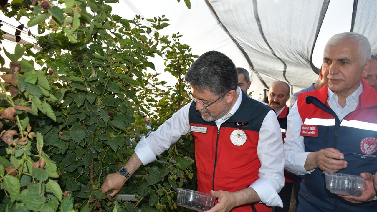 Tarım ve Orman Bakanı İbrahim Yumaklı Siirt'te Böğürtlen Hasadı Yaptı