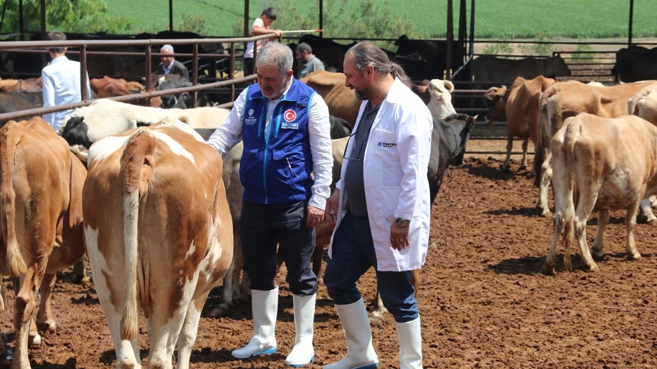 TDV Diyarbakır'da 4 bin 25 Kurban Hissesini İhtiyaç Sahiplerine Ulaştıracak