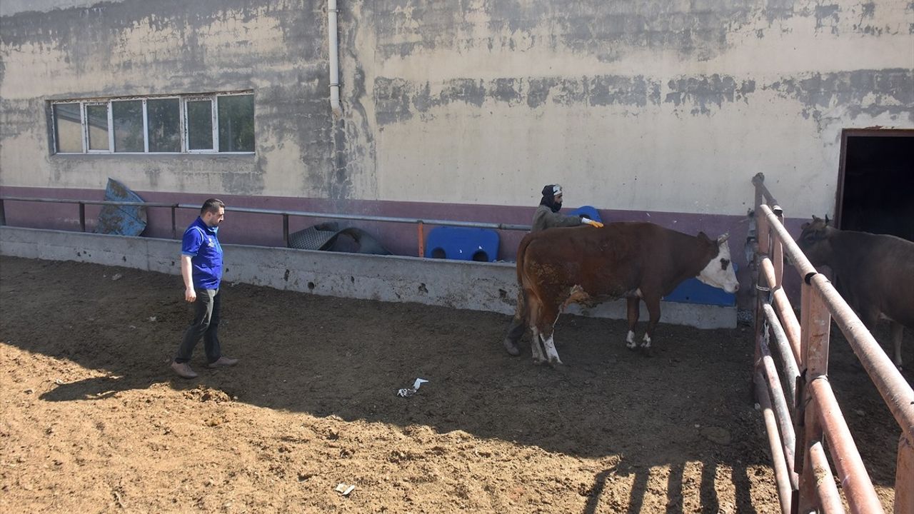 TDV, Van'da Kurban Etlerini İhtiyaç Sahiplerine Ulaştırıyor