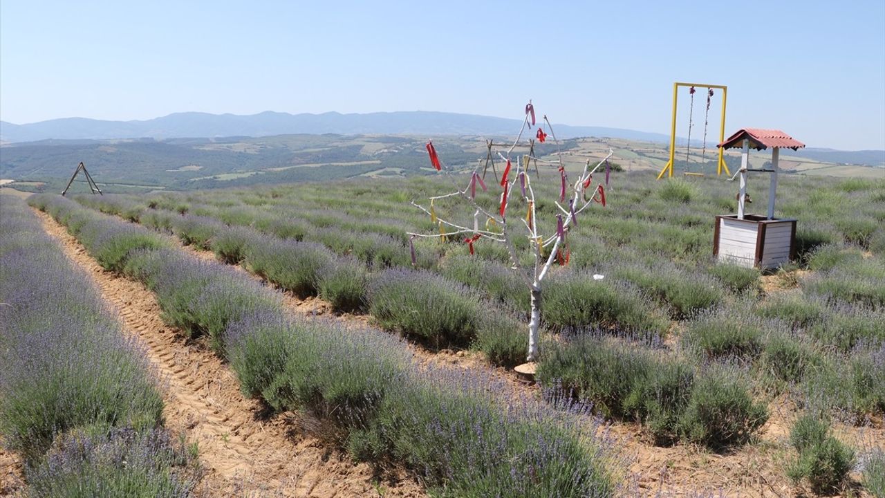 Tekirdağ'da Lavanta Tarlaları Turizme Hazır