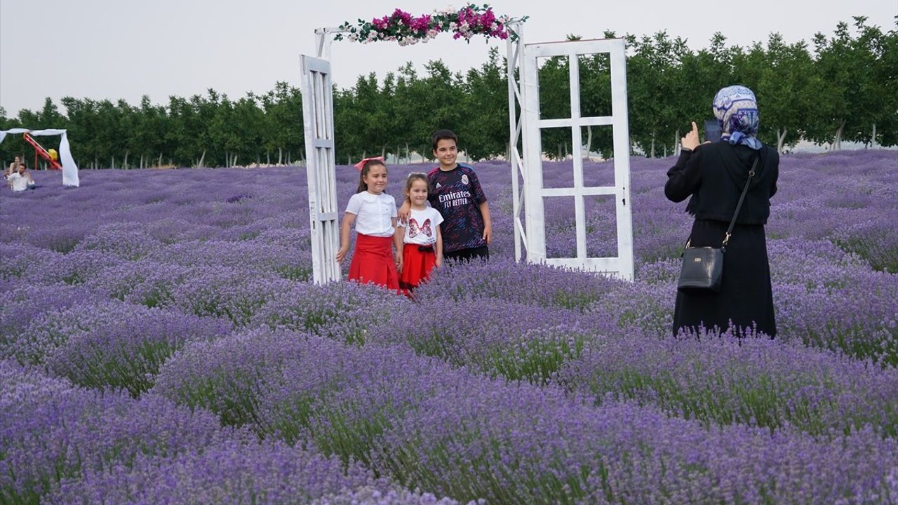 Tekirdağ'ın Lavanta ve Ayçiçeği Tarlaları: Turizmin Yeni Gözdesi