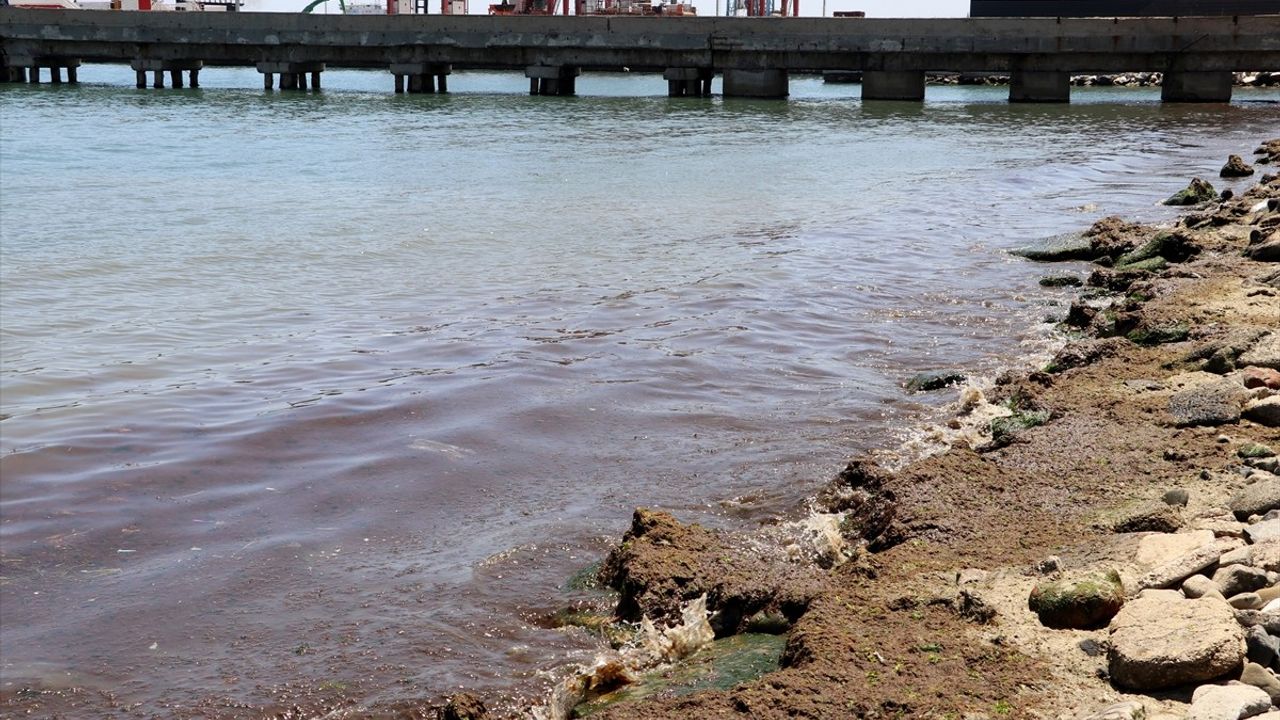 Tekirdağ Sahilinde Kırmızı Yosun Görüntüsü
