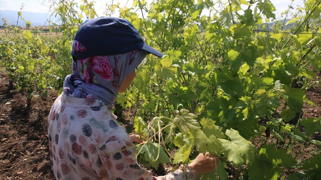 Tokat'ta Narince Bağ Yaprağı Hasadı Devam Ediyor