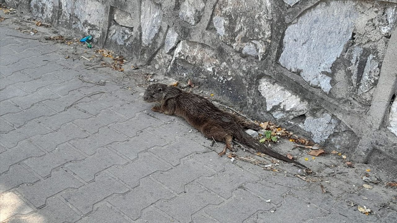 Yalova'da Yaralı Su Samuru Tedavi Edildi