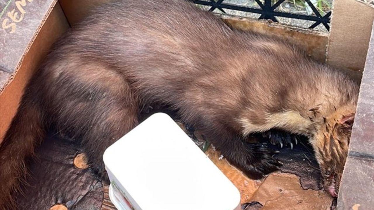 Yaralı Sansar Zonguldak'ta Tedavi Altına Alındı