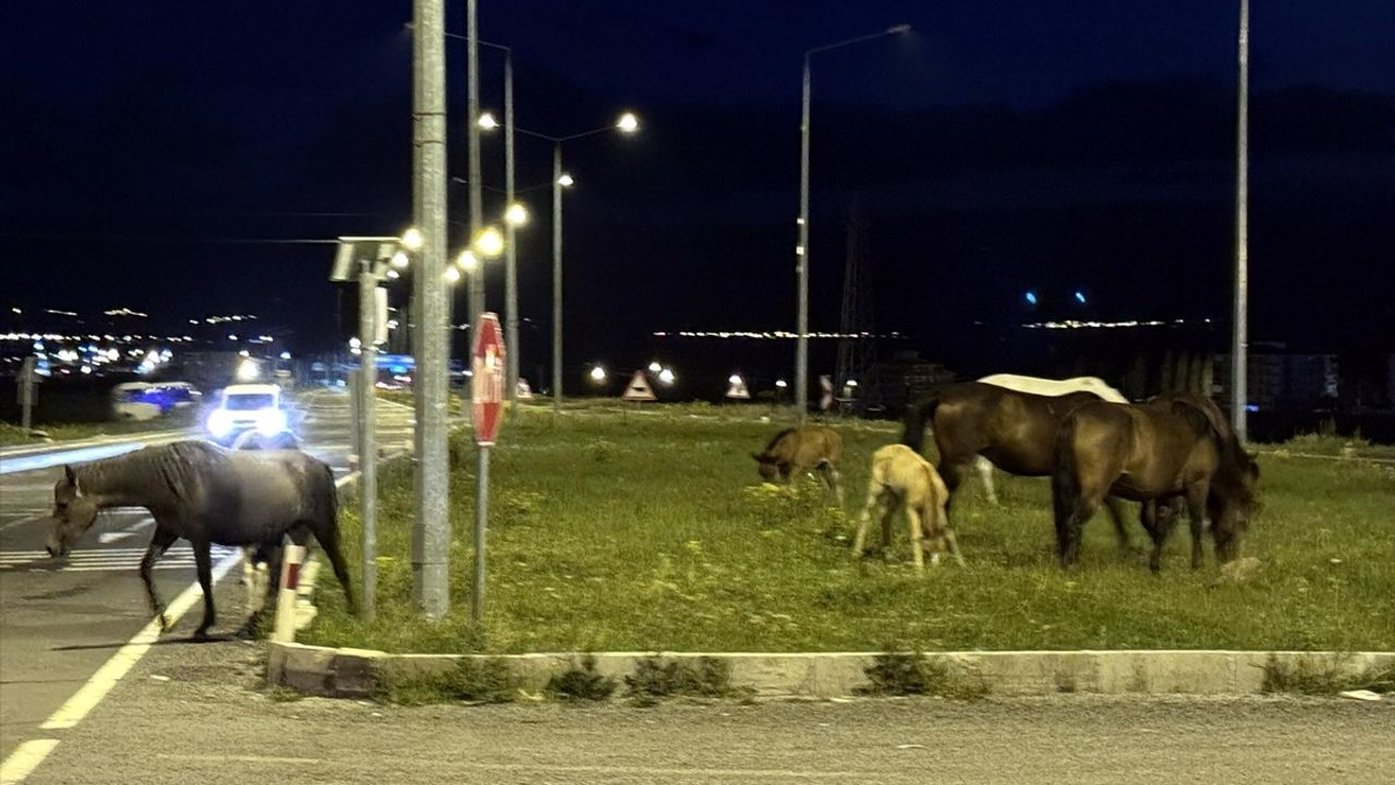 Yılkı Atları Kara Yoluna İndi, Ulaşım Aksadı