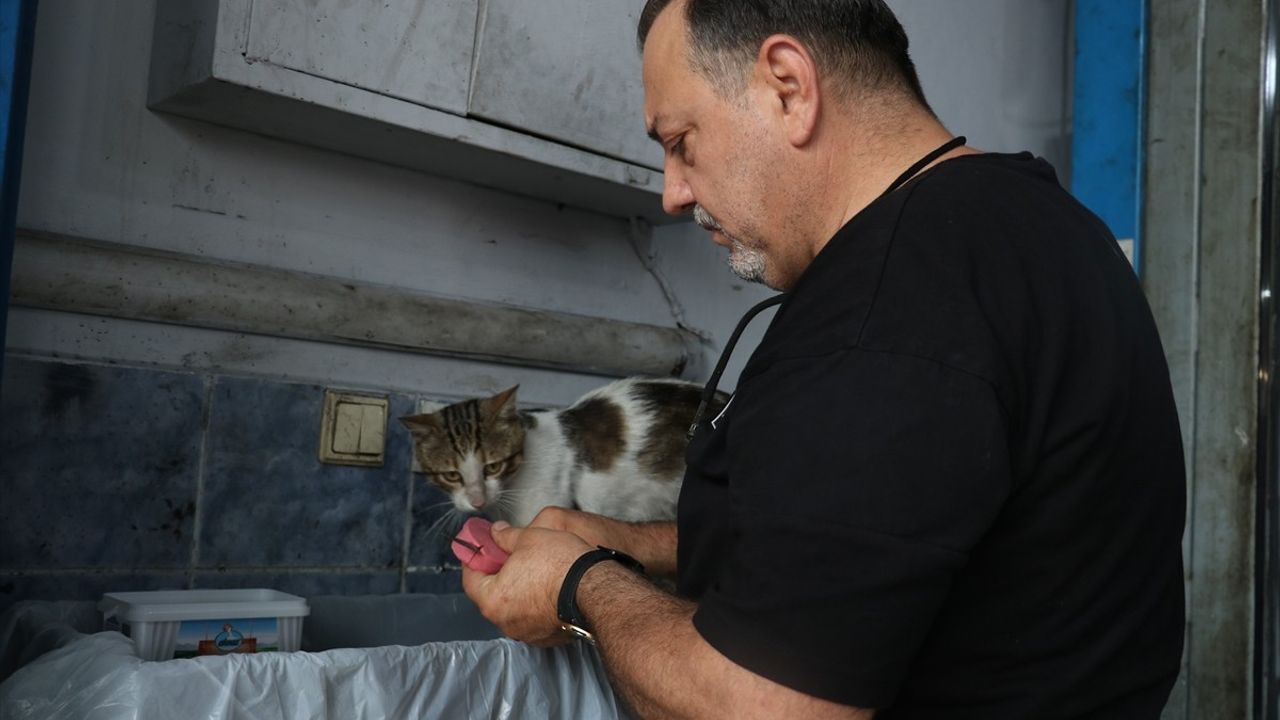 Akçaabat'ta Motor Ustasının Maskotu: Psikopat Kedi