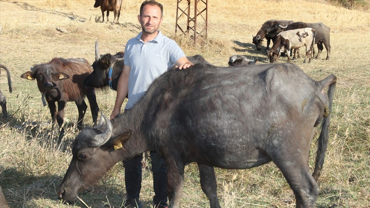 Amasya'da Manda Yetiştiriciliği: Özkan Çifti'nin Başarı Hikayesi
