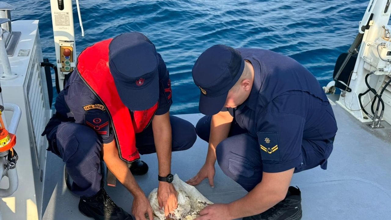 Antalya'da Deniz Kaplumbağası Kurtarıldı