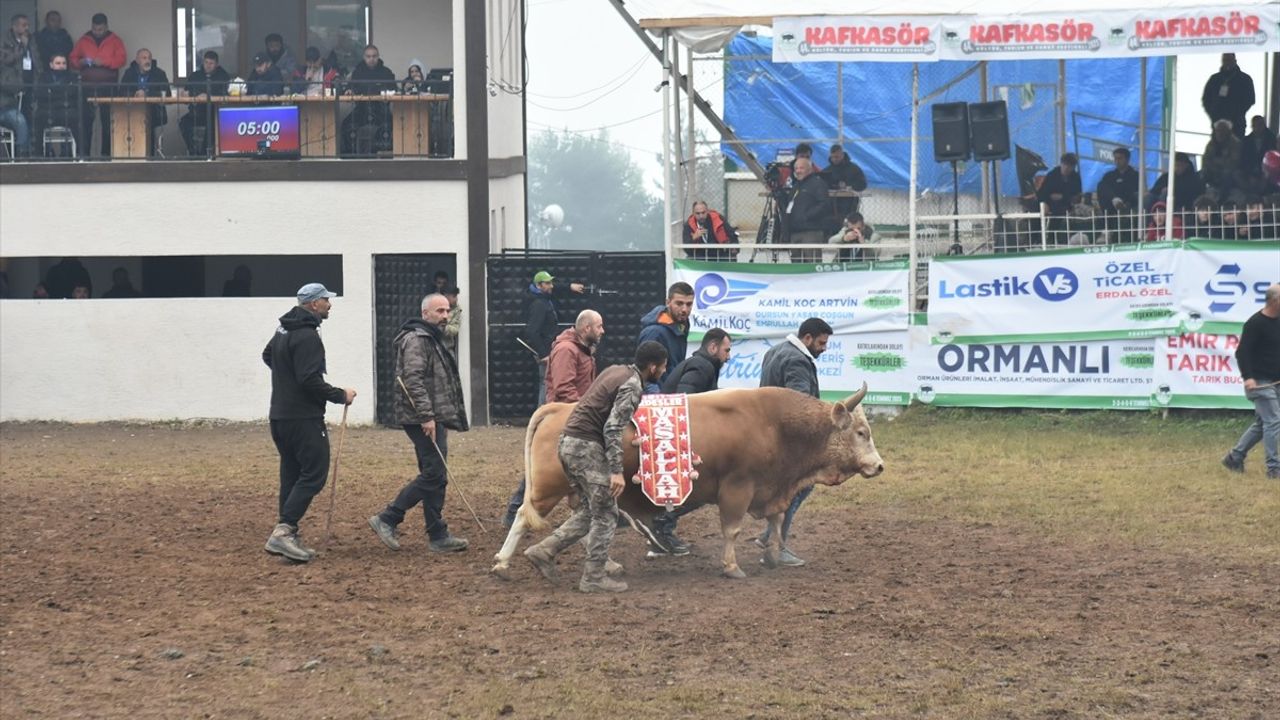 Artvin'de Kafkasör Festivali'nde Boğa Güreşleri Coşkusu