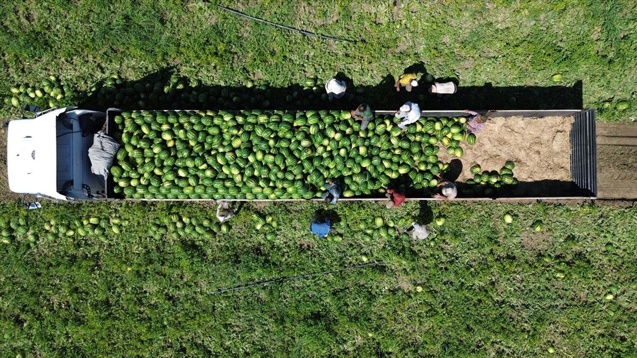 Bafra Ovası'nda 94 Bin 500 Ton Karpuz Rekoltesi Bekleniyor