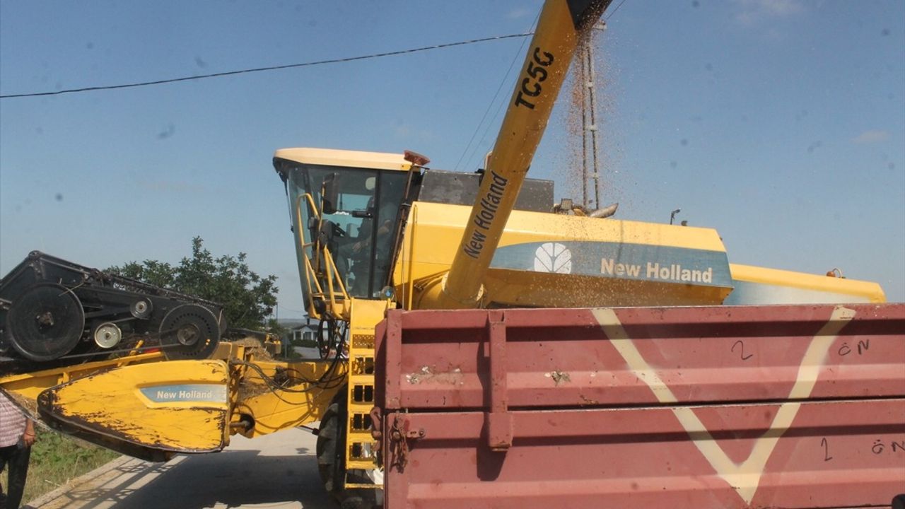 Bafra Ovası'nda Hububat Hasadı Başladı
