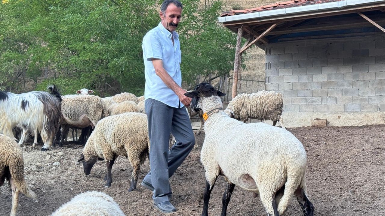 Bartın'da Çiftçiden Dronla Yaratıcı Kurt Önlemi