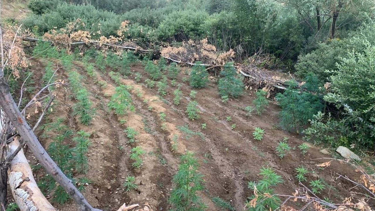 Bingöl'de Uyuşturucu Operasyonu: 1520 Kök Hint Keneviri ve 4000 Kök Skunk Ele Geçirildi