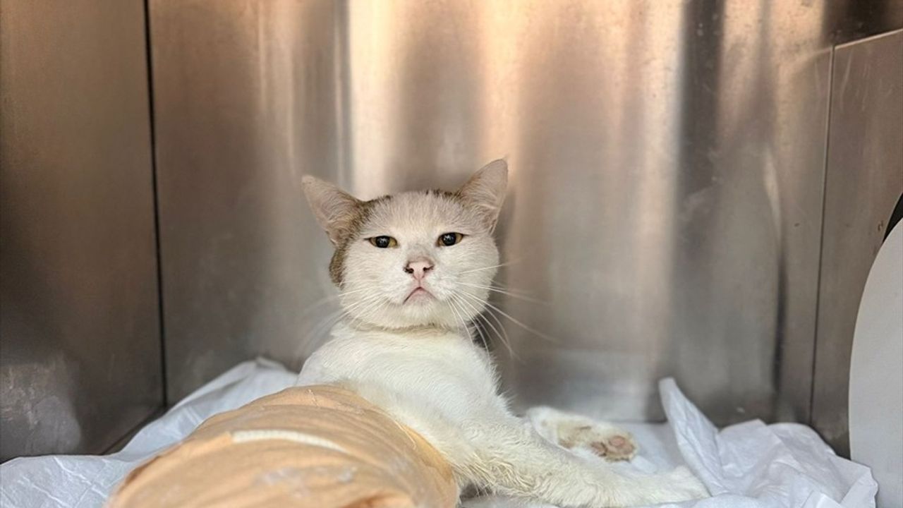 Burdur'da Havalı Tüfekle Yaralanan Kedi Ameliyat Edildi