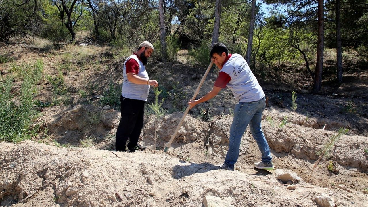 Çankırı'da Her Bebek ve Çift İçin Fidan Projesi