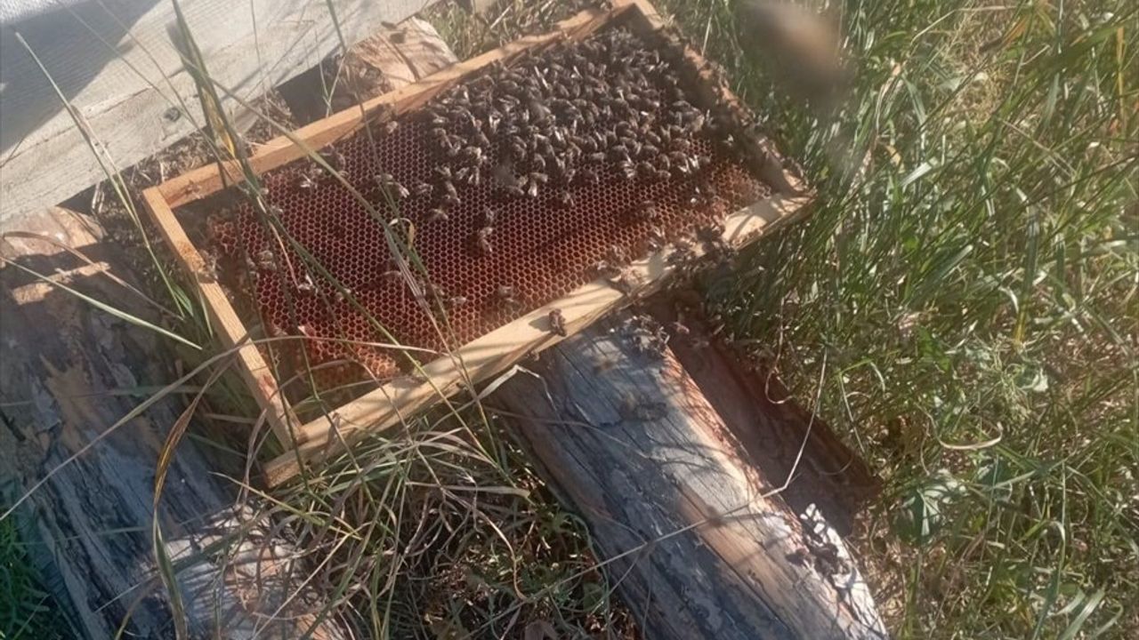 Çorum'daki Arı Kovanlarına Ayı Saldırısı: Üreticiler Tedbir Alıyor