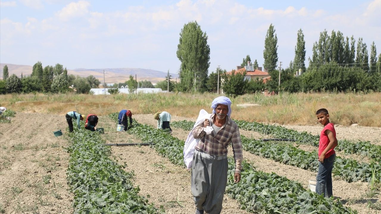 Çubuk Turşusunun Hasat Sezonu Başladı