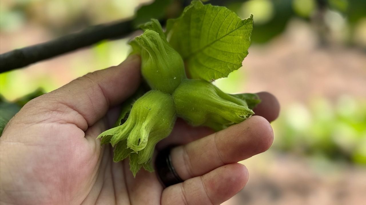 Düzce'nin Fındık İhracatı 13 Bin 461 Ton