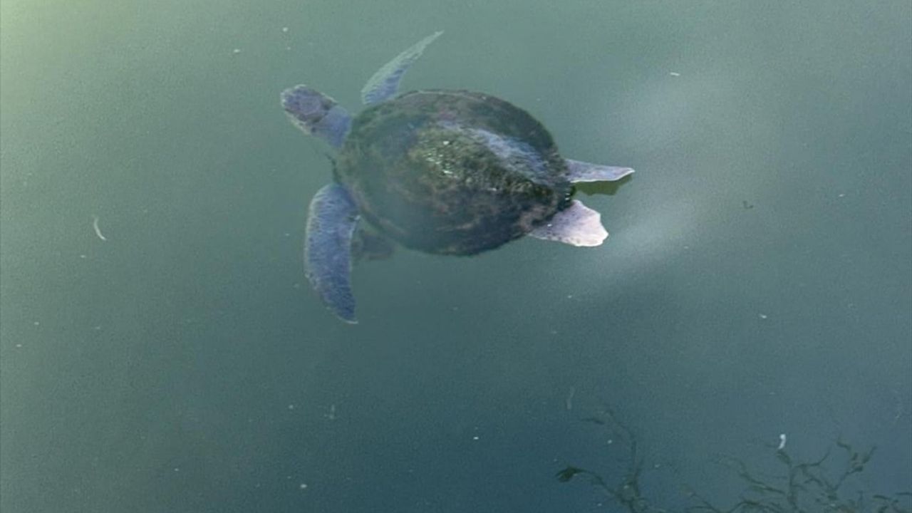 Fethiye'de Misina Dolanan Caretta Caretta Kurtarıldı