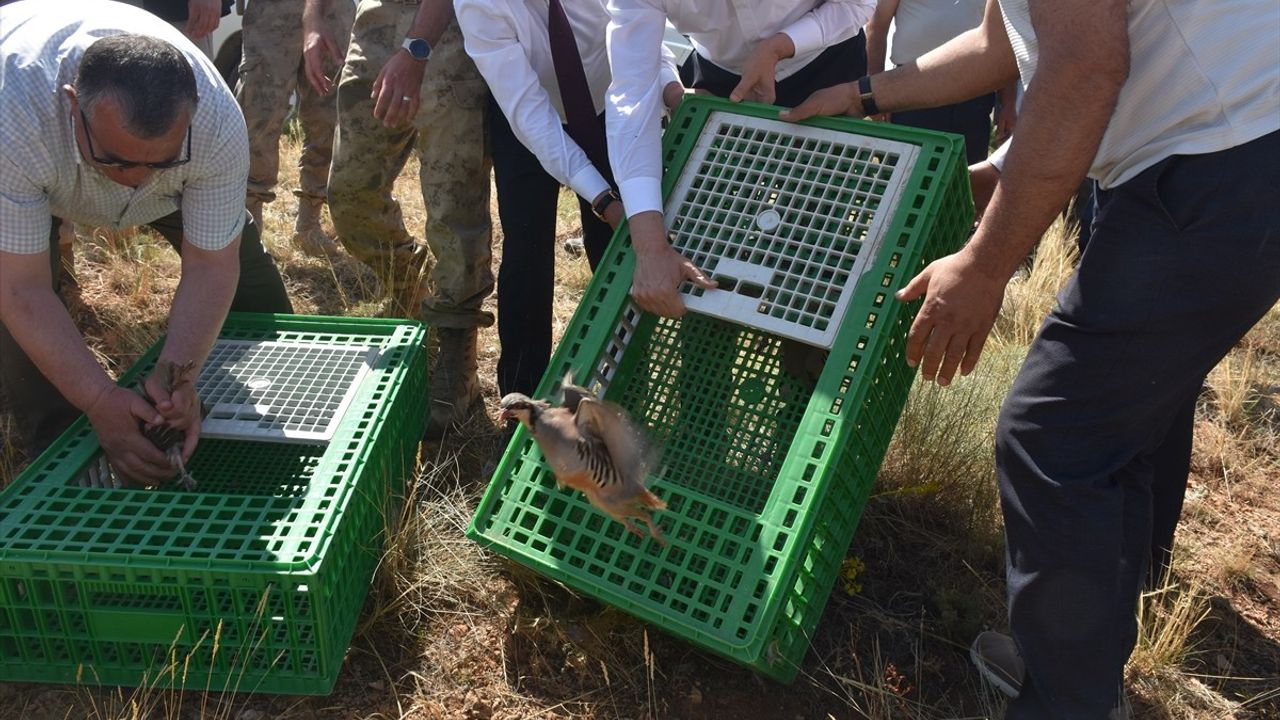 Gümüşhane'de 400 Keklik Doğaya Salındı