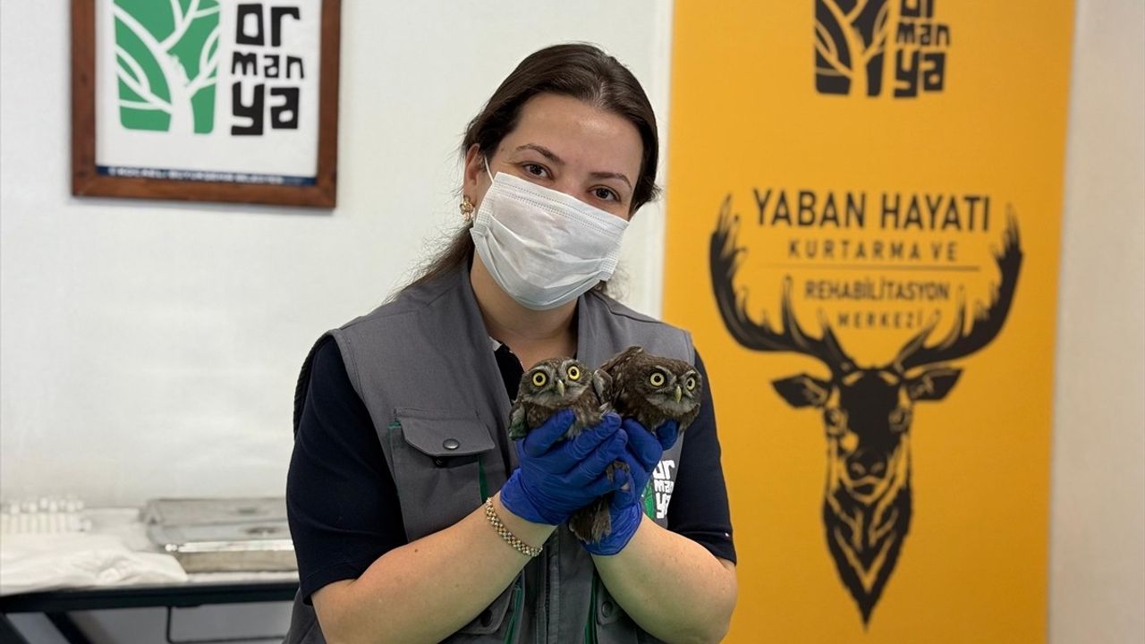 İki Baykuş Kocaeli'de Bacadan Kurtarıldı